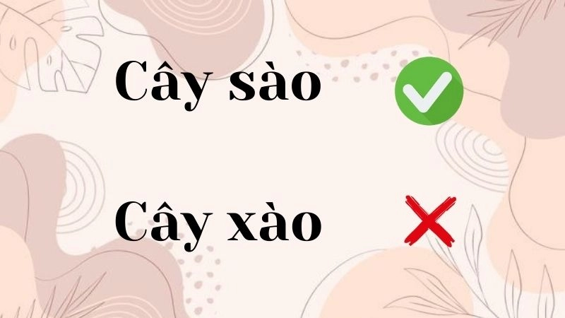 Cây xào hay cây sào đúng chính tả, cây sào là từ đúng