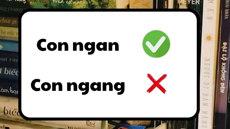 Con ngang hay con ngan đúng chính tả, con ngan là từ đúng