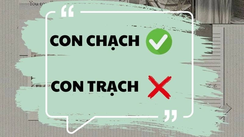 Con chạch hay con trạch đúng chính tả, con chạch là từ đúng