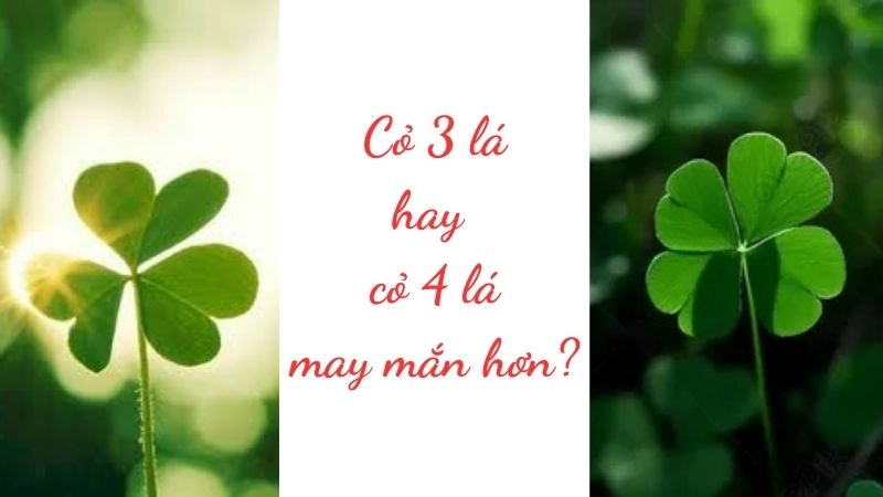 cỏ 3 lá hay cỏ 4 lá may mắn hơn?