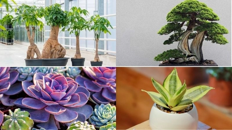 Đinh Mùi 1967 thuộc mệnh Thủy, nên chọn cây hợp hành Kim và Thủy