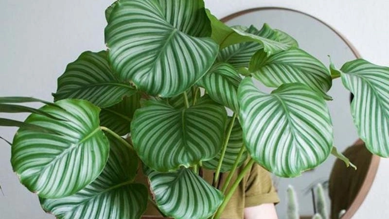 Nữ giới tuổi Đinh Mùi nên trồng cây lan ý