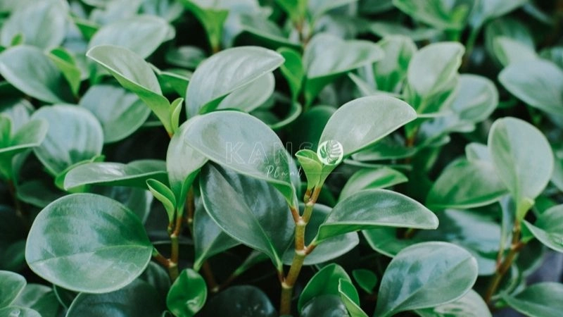 Nam tuổi Mậu Ngọ có thể đặt cây trường sinh ở phòng làm việc