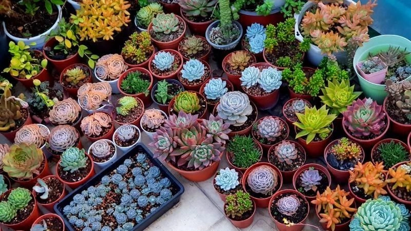 Sen đá là cây hợp với nữ Đinh Mão