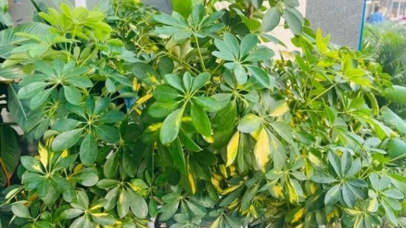 Ngũ gia bì là cây nam tuổi Đinh Mão nên trồng