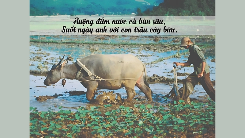 Ca dao về lao động sản xuất là kinh nghiệm hàng ngày