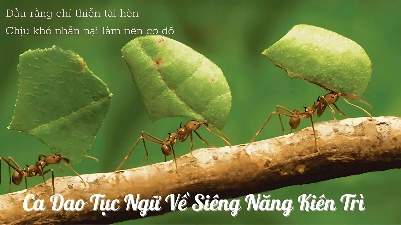 Những câu nói hay về siêng năng kiên trì và nỗ lực