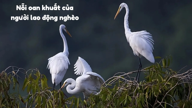 Lời bài hát ru: Cái cò, cái vạc, cái nông