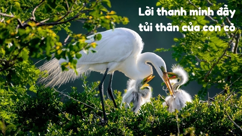 Lời thanh minh đầy tủi thân của con cò