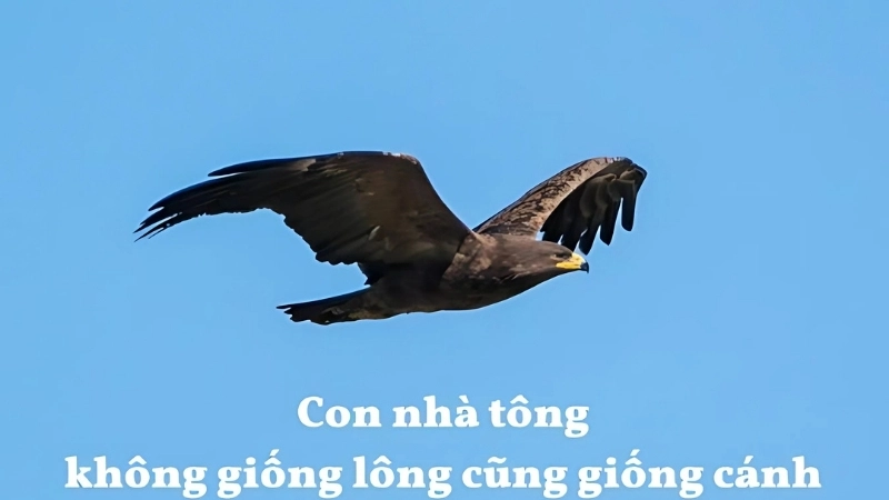 Bài học nuôi dạy con từ câu nói “Con nhà tông không giống lông cũng giống cánh”