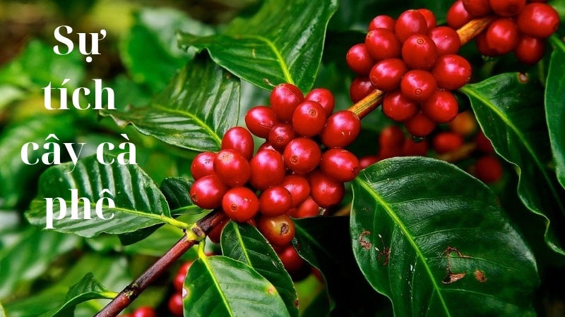 Tóm tắt truyện cổ tích Việt Nam – Sự tích cây cà phê