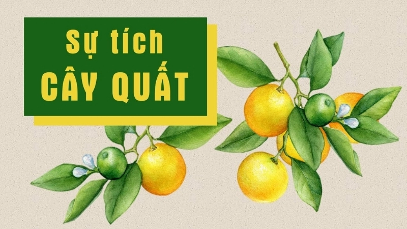 Tóm tắt truyện cổ tích Việt Nam – Sự tích cây quất hay nhất