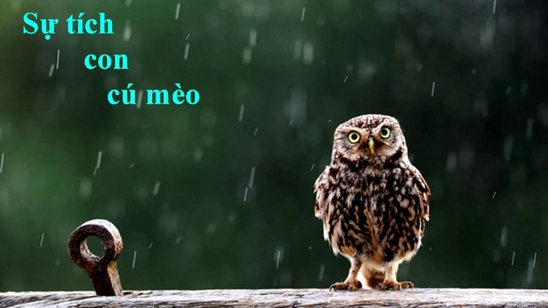 Tóm tắt truyện cổ tích Việt Nam – Sự tích con cú hay nhất