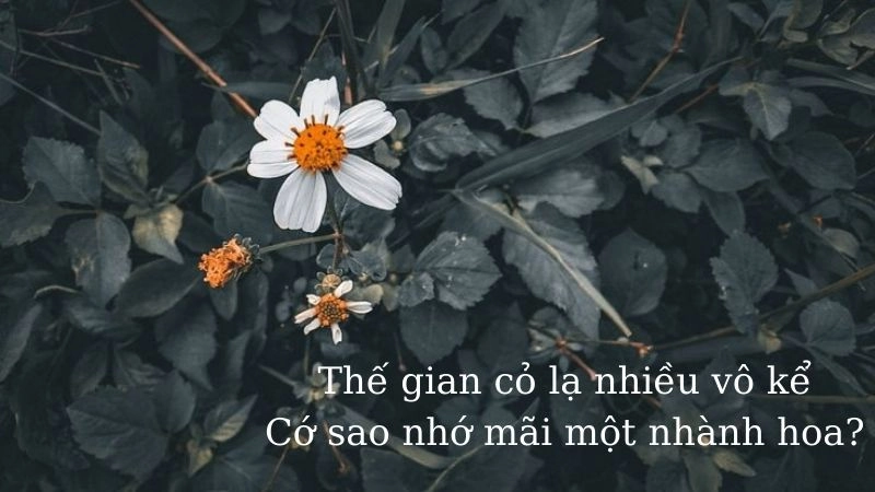 2 câu thơ buồn cũng đủ nói lên cảm xúc của bạn