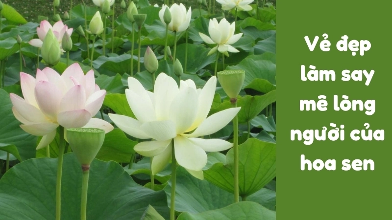Vẻ đẹp làm say mê lòng người của hoa sen
