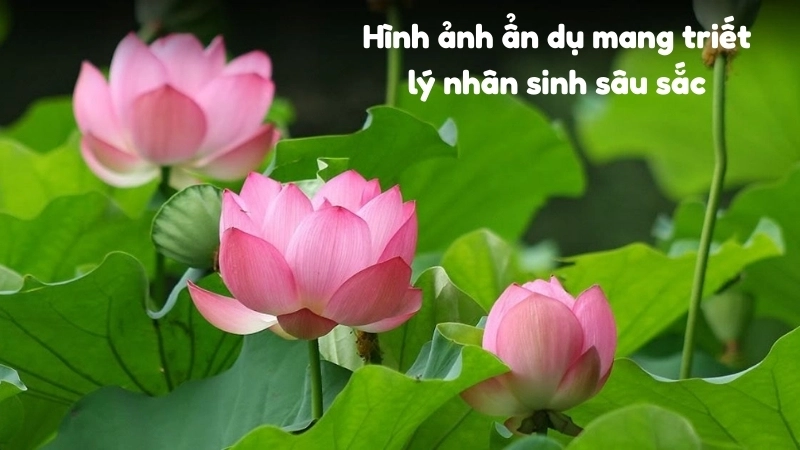 Hình ảnh ẩn dụ mang triết lý nhân sinh sâu sắc
